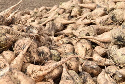 Тамбовские аграрии собрали более 4 млн тонн сахарной свёклы