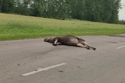 В Мучкапском округе сбили лося
