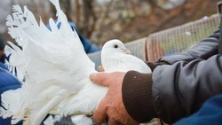Первомайский округ приглашает на фестиваль «Птица на ладони»