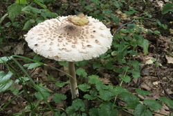 В Тамбовской области никто не умер от отравления грибами