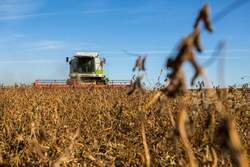 Тамбовская область получит более 125 миллионов рублей на поддержку производителей масличных культур