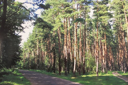 В лесах Тамбовской области высадят около 7 миллионов сеянцев