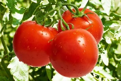 «Тамбовский томат» - новый региональный бренд