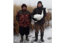 В Токарёвском районе охотоведы спасли замерзающего лебедя без крыла