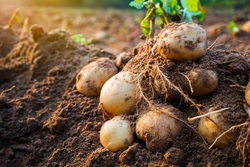 Тамбовские аграрии начали сажать картофель