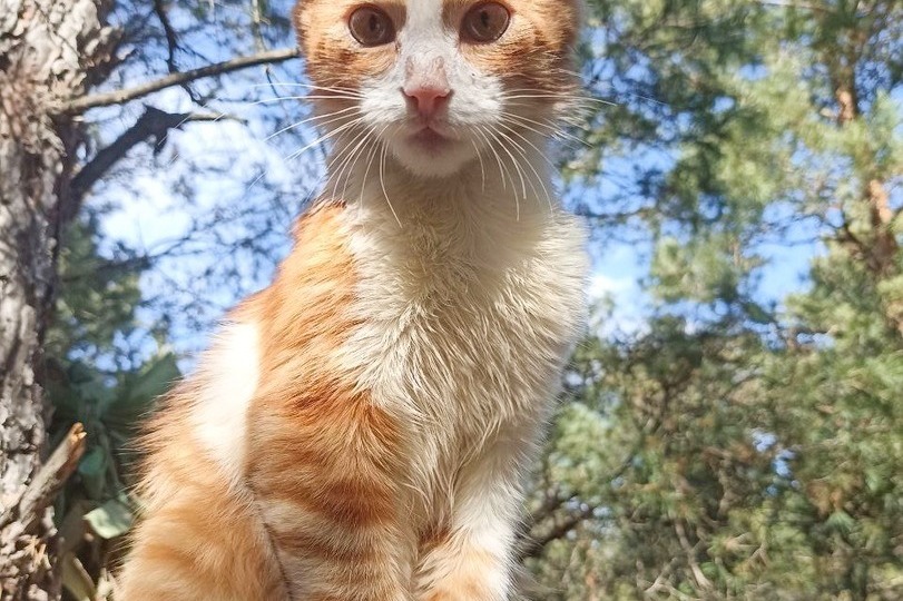 Кот с позывным «Ржавый»