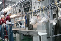 В Китай отправлена первая партия тамбовской индейки