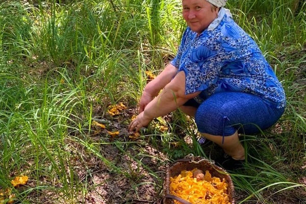 Урожай «лисят»— в корзину!