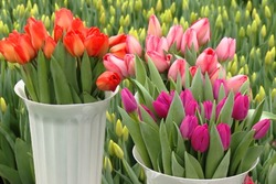 500 тысяч тюльпанов вырастили на Тамбовщине к 8 марта