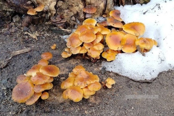 Самое урожайное время для зимнего опёнка приходится на конец октября и ноябрь. Ранней весной все выжившие грибы дорастают, рассевают споры и пропадают до осени.