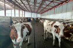 Тамбовская область наращивает производство молока