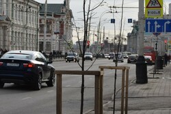 На центральной улице Тамбова высадили липы, клёны и вязы