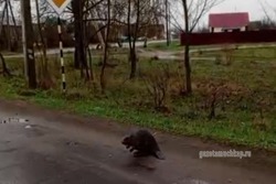 В посёлке Мучкапском завёлся бобр-бродяга