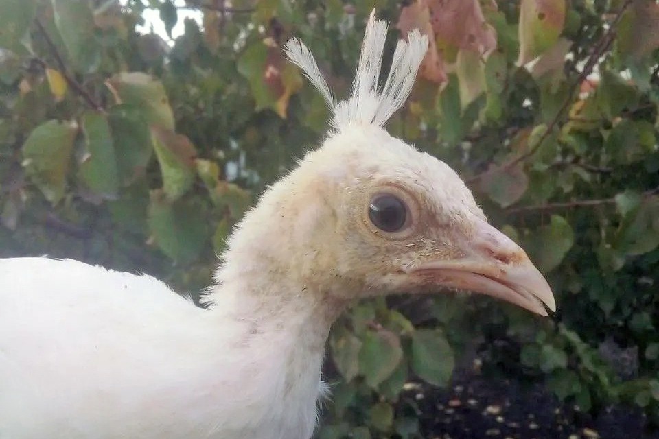 Белый павлинёнок