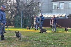 Пять щенков-«немцев» пополнили кинологическое подразделение УФСИН России по Тамбовской области
