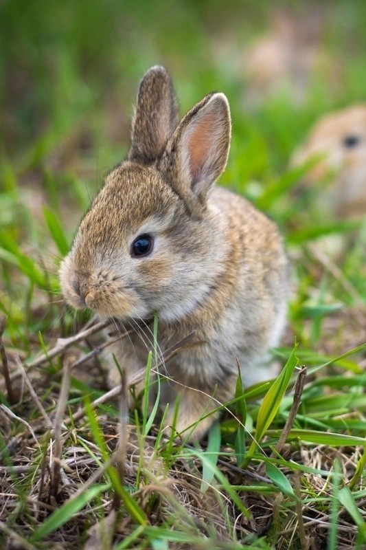Сибирское прозвище зайца 5 букв. Имя для зайца. Фото как зайцы победят.
