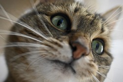 Звезда севера: кошка Маруся девятый год очаровывает посетителей зоомагазина на Чичерина