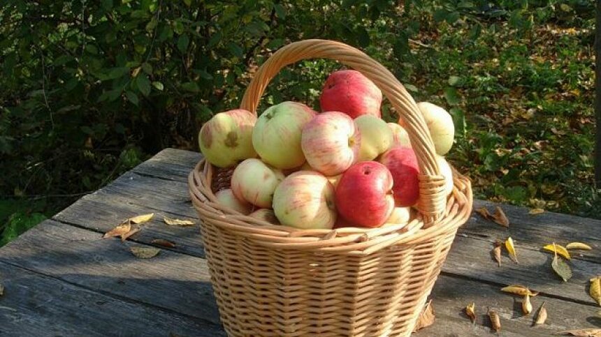 Осенью с яблони собрали яблоки желтые зеленые. Сбор урожая яблок. Уборка урожая фруктов. Наш урожай яблок. Урожай яблок в 16 т 128.