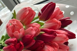 В тамбовских теплицах вырастят 700 тысяч тюльпанов к 8 марта