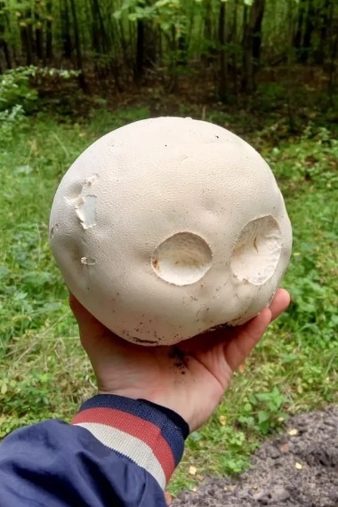 Молодой головач попался рассказовским грибникам