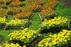 В Тамбове высадят 3,5 миллиона цветов