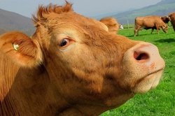 В Ржаксинском районе заразилась бешенством корова: введён карантин