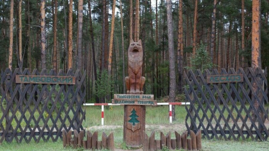 Тамбовский волк тебе товарищ