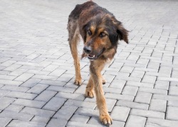 В Инжавино по факту нападения на девочку своры собак возбуждено уголовное дело о халатности