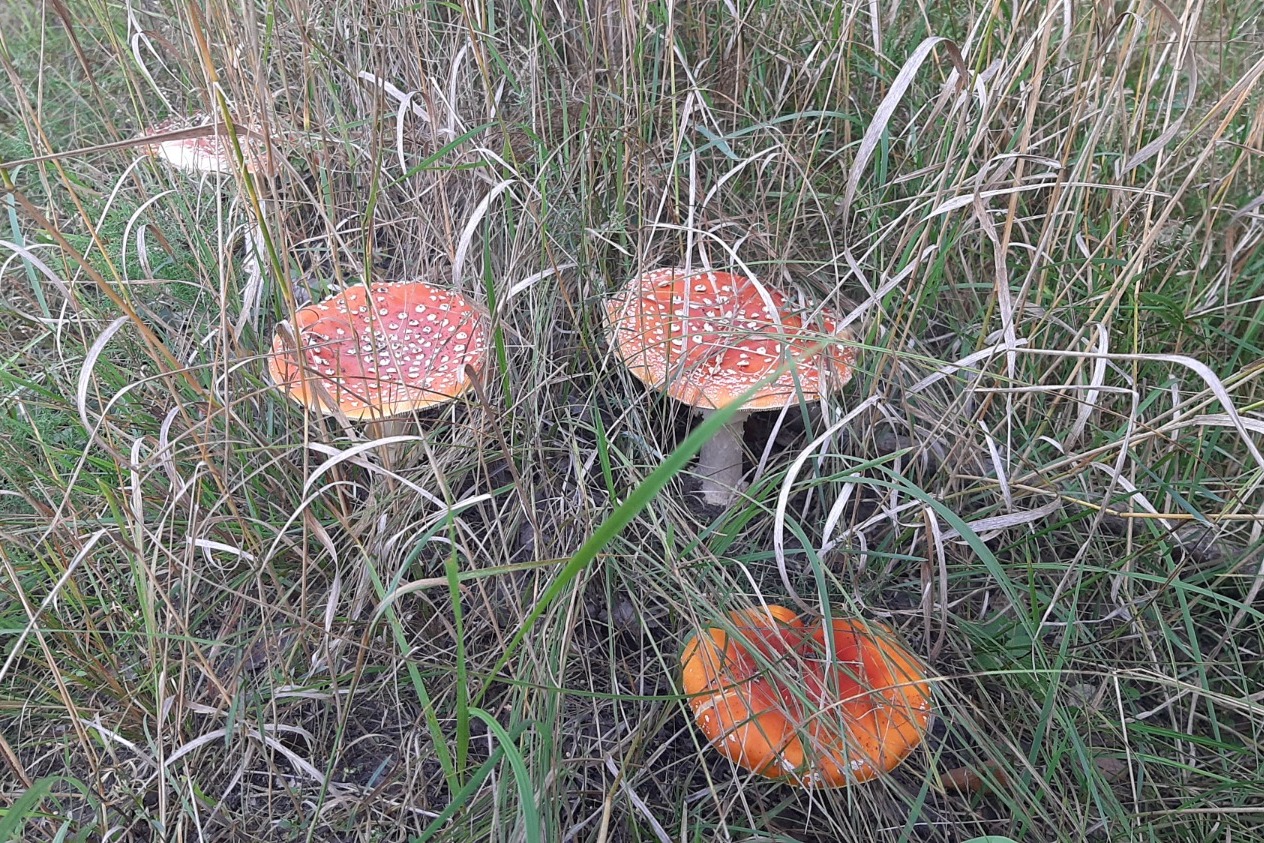 Жители Ржаксинского округа собирают богатый урожай грибов