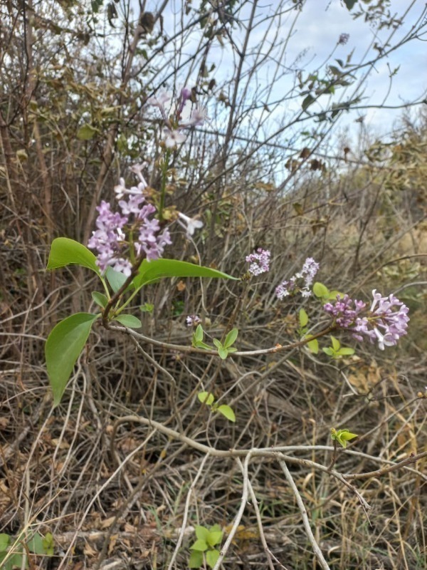 Октябрьская сирень