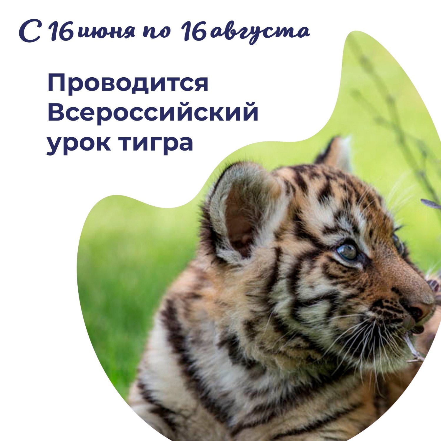 Стихи Про Амурского Тигра Для Детей