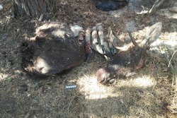 Троих браконьеров задержали в Сосновском округе