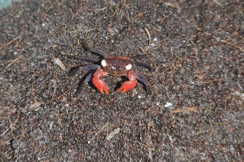 «красный дьявол»