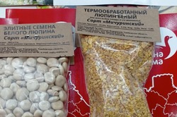 Люпин тамбовской селекции выращивают на своих полях аграрии Белоруссии