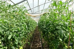 Тамбовские сельхозпроизводители поделились с начинающими фермерами опытом выращивания овощей в теплицах