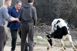 Многодетная семья участника СВО из Моршанского округа получила корову