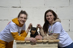 В Рассказовском районе изготовили будки для бездомных собак