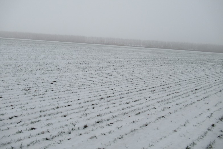 Снег поле. Озимое поле. Вымерзание озимых культур. Озимь на полях. Озимые поля.