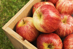 В тамбовских садоводческих хозяйствах начали собирать ранние сорта яблок