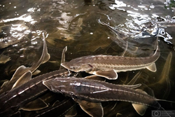 В Тамбовской области выросло производство рыбы