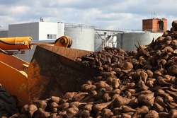 В Тамбовской области собрано 3 миллиона тонн сахарной свёклы