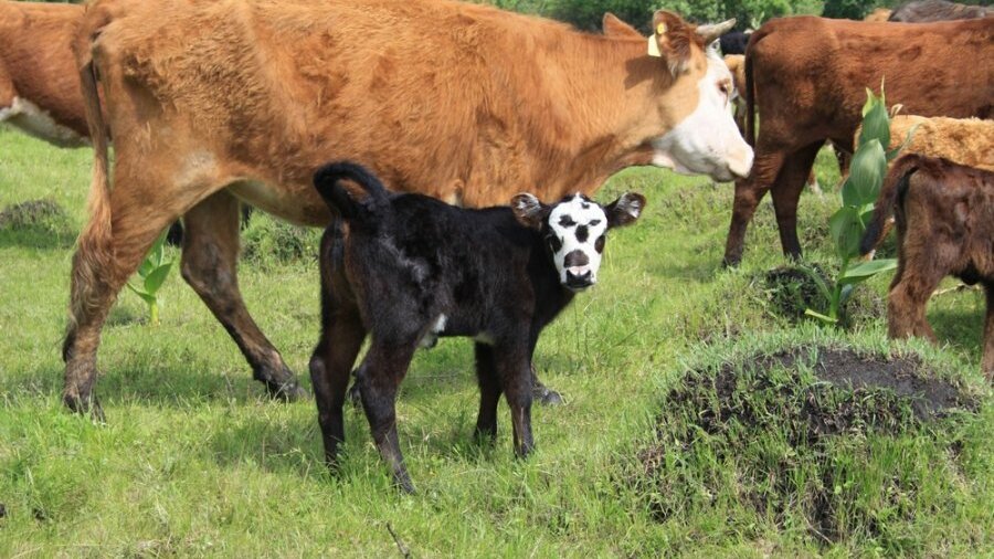 На никифоровской ферме у породистых коров появились первые телята
