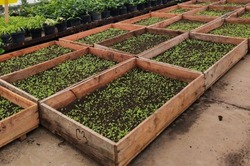 В Тамбове вырастят два миллиона цветов для городских клумб