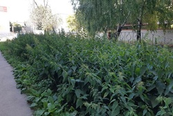 В Тамбове покосили траву возле домов после жалоб жителей в соцсетях