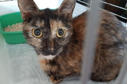 В Тамбове пытаются спасти 30 кошек, принадлежавших двум умершим женщинам