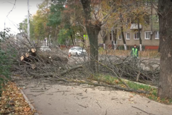 В Тамбове массово вырубают заражённые вредителем деревья