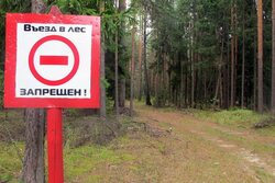 В Тамбовской области на 20 дней ввели запрет на пребывание граждан в лесах