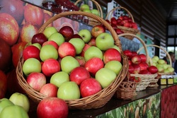 В Мичуринске медикам «скорой помощи» вручили 250 кг яблок