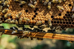 Тамбовские аграрии начали оповещать пчеловодов об обработке полей пестицидами