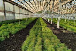 Лесоводы Тамбовской области проводят инвентаризацию насаждений